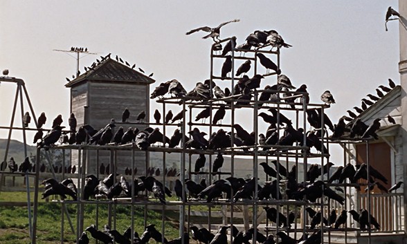 Alfred Hitchcock Les Oiseaux Streaming Hd Vostfr